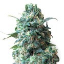 Critical (Sensation Seeds) Feminiserede