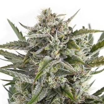 OG Kush (Sensation Seeds) feminiserede