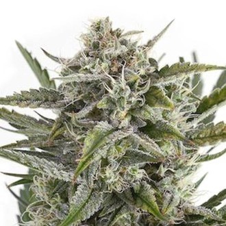 OG Kush (Sensation Seeds) Feminiserede