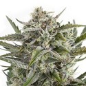 OG Kush (Sensation Seeds) Feminiserede