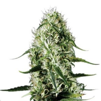 Super Silver Haze (Sensation Seeds) feminiserede cannabisfr&oslash;