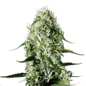 Super Silver Haze (Sensation Seeds) Feminiserede