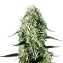 Super Silver Haze (Sensation Seeds) Feminiserede