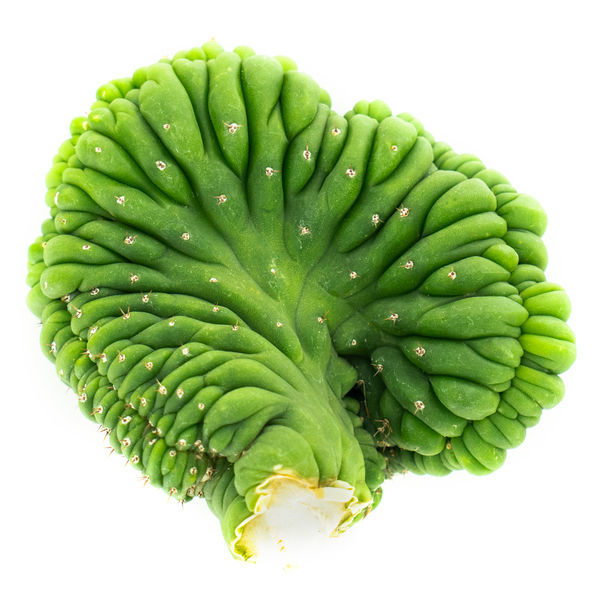 San Pedro-kaktus (kamformet) (Echinopsis pachanoi cristata)