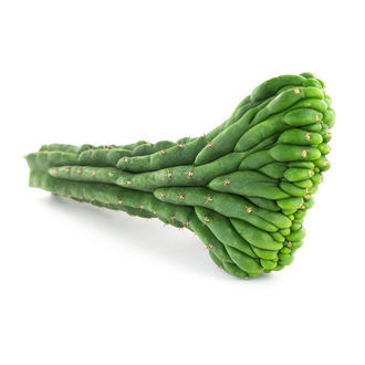 San Pedro-kaktus (kamformet) (Echinopsis pachanoi cristata)