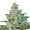 AK-47 (Sensation Seeds) Feminiserede