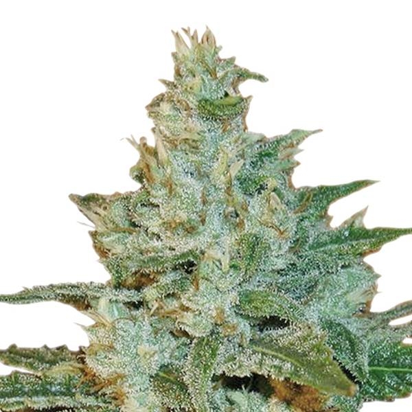 AK-47 (Sensation Seeds) Feminiserede