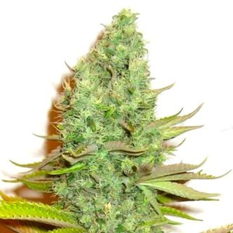 Sensation Victory (Sensation Seeds) feminiserede