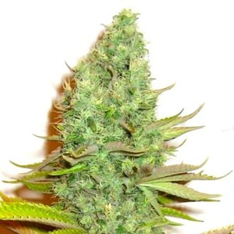 Sensation Victory (Sensation Seeds) Feminiserede