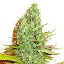 Sensation Victory (Sensation Seeds) Feminiserede