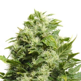 Cheese (Sensation Seeds) feminiserede