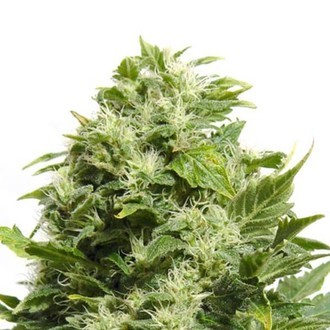 Cheese (Sensation Seeds) Feminiserede