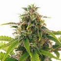 Sensation Haze Auto (Sensation Seeds) Feminiserede