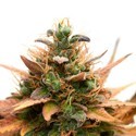 Medijuana CBD (Sensation Seeds) Feminiserede