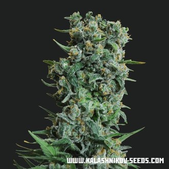 Kalashnikov Original (Kalashnikov Seeds) Feminiserede