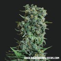 Kalashnikov Original (Kalashnikov Seeds) Feminiserede