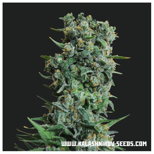 Kalashnikov Original (Kalashnikov Seeds) Feminiserede