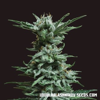AK Skunk (Kalashnikov Seeds) feminiserede cannabisfr&oslash;