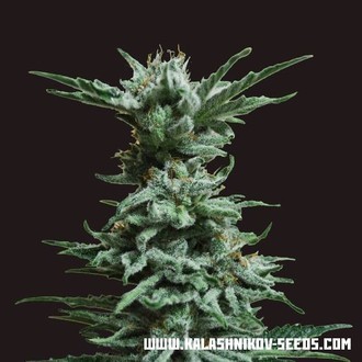 AK Skunk (Kalashnikov Seeds) Feminiserede