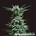 AK Skunk (Kalashnikov Seeds) Feminiserede
