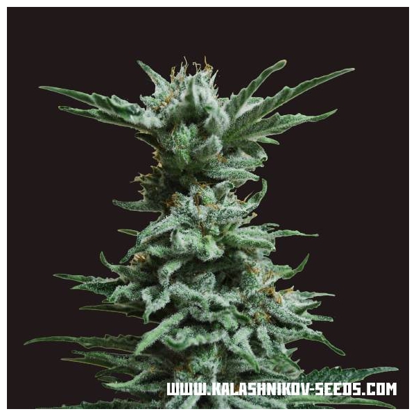 AK Skunk (Kalashnikov Seeds) Feminiserede
