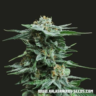 AK Kush (Kalashnikov Seeds) feminiserede cannabisfr&oslash;