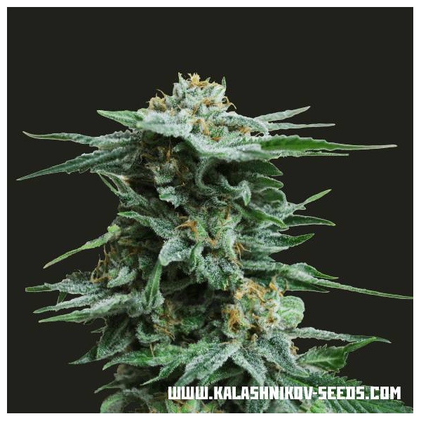 AK Kush (Kalashnikov Seeds) Feminiserede