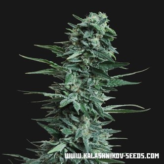 Kubanskiy Ubiyza (Kalashnikov Seeds) feminiserede cannabisfr&oslash;