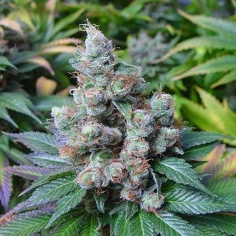 SomaRi (Soma Seeds) feminiserede cannabisfr&oslash;
