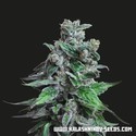 Moscow Blueberry (Kalashnikov Seeds) Feminiserede
