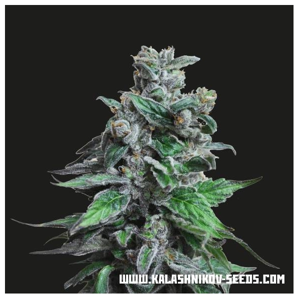 Moscow Blueberry (Kalashnikov Seeds) Feminiserede