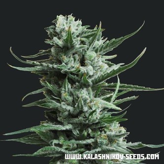 Siberian Haze (Kalashnikov Seeds) feminiserede cannabisfr&oslash;