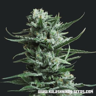 Siberian Haze (Kalashnikov fr&oslash;) Feminiserede