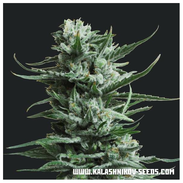 Siberian Haze (Kalashnikov frø) Feminiserede