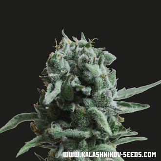 White Widow 47 (Kalashnikov Seeds) Feminiserede