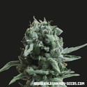 White Widow 47 (Kalashnikov Seeds) Feminiserede