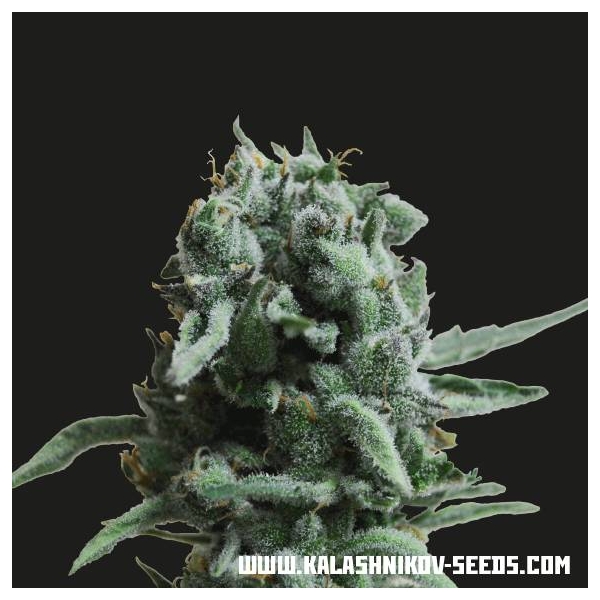 White Widow 47 (Kalashnikov Seeds) Feminiserede