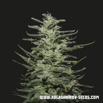 Amnesia Molotov (Kalashnikov Seeds) feminiserede cannabisfr&oslash;