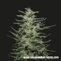 Amnesia Molotov (Kalashnikov Seeds) Feminiserede