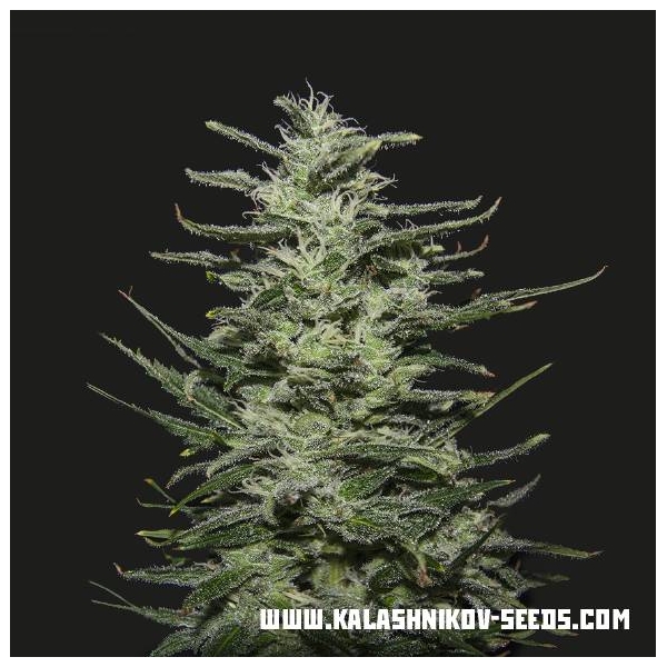 Amnesia Molotov (Kalashnikov Seeds) Feminiserede