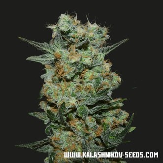 Baikal Express (Kalashnikov Seeds) feminiserede