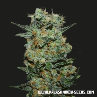 Baikal Express (Kalashnikov Seeds) Feminiserede
