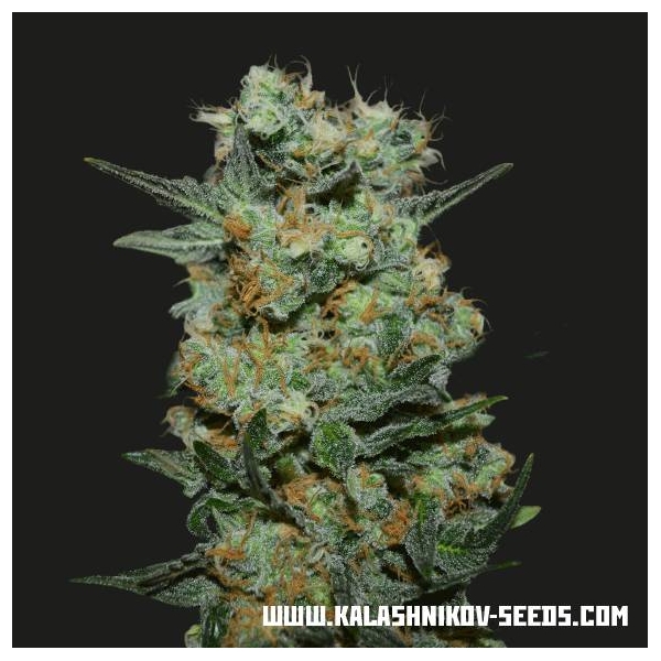 Baikal Express (Kalashnikov Seeds) Feminiserede
