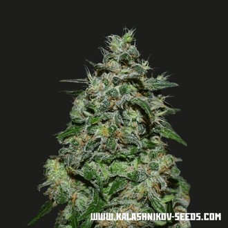 AK Kush Express (Kalashnikov Seeds) Feminiserede