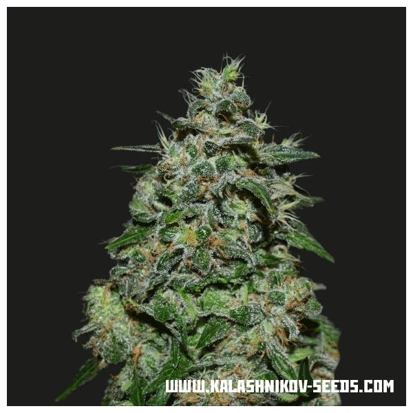 AK Kush Express (Kalashnikov Seeds) Feminiserede