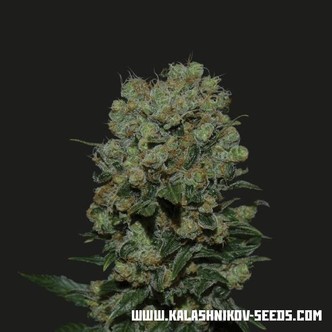 Kalashnikov Express (Kalashnikov Seeds) feminiserede cannabisfr&oslash;