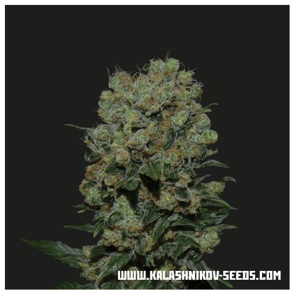 Kalashnikov Express (Kalashnikov Seeds) Feminiserede