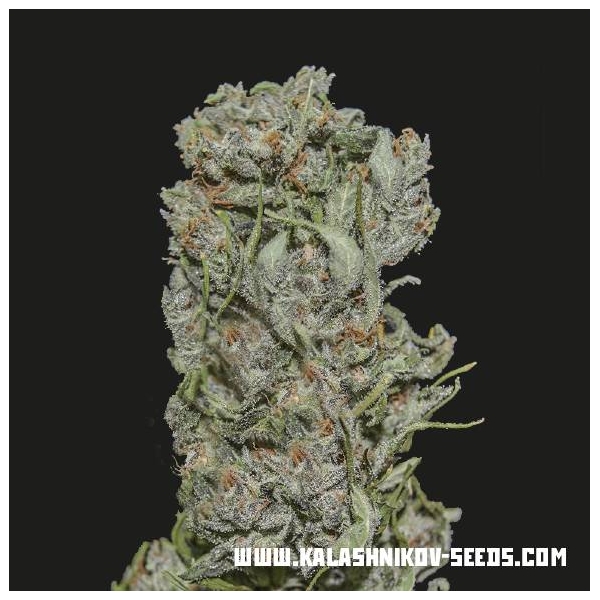 White Critical Express (Kalashnikov Seeds) Feminiserede