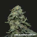 Kabul Express (Kalashnikov Seeds) Feminiserede