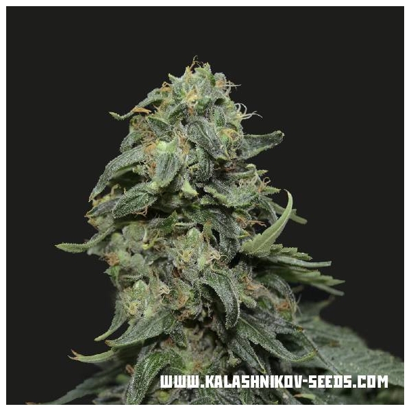 Kabul Express (Kalashnikov Seeds) Feminiserede